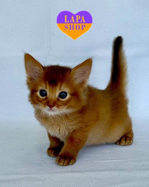 кошеня сомалі сорель