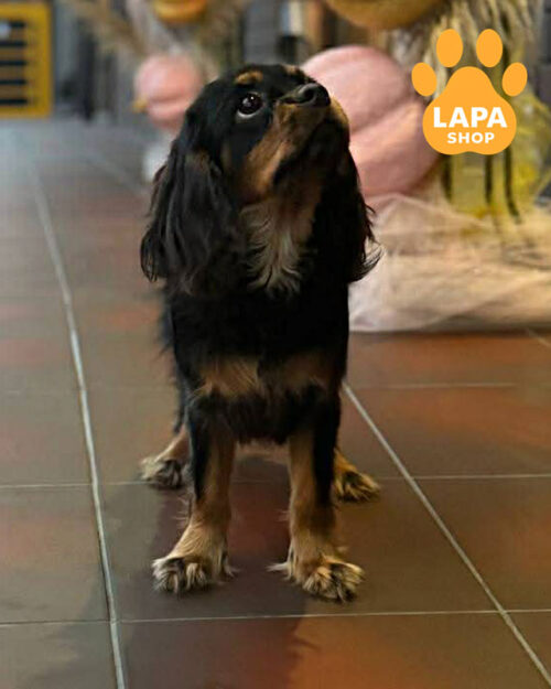 рубіновий кавалер кінг чарльз спанієль