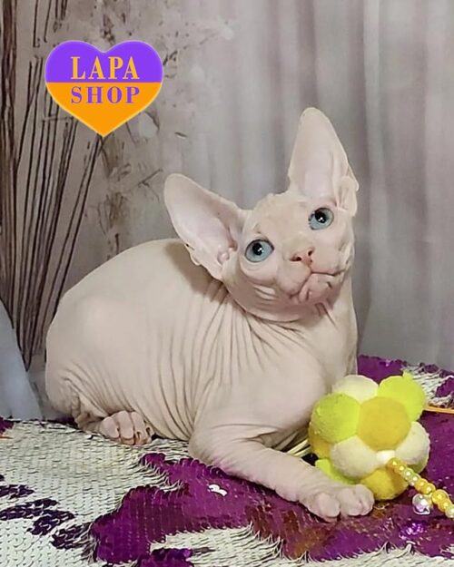 голубоглазая кошка канадский сфинкс