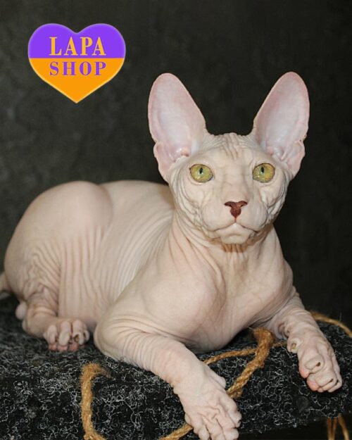 Donskoy Sphynx