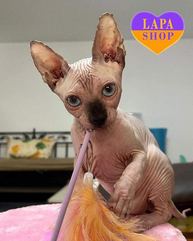 Canadian Sphynx cat