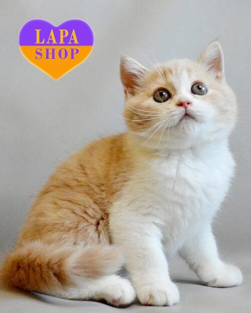 cream-marble Scottish kitty