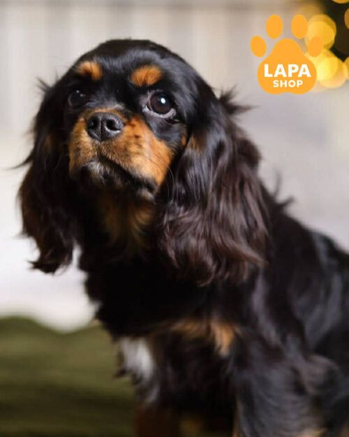 рубіновий кавалер кінг чарльз спанієль