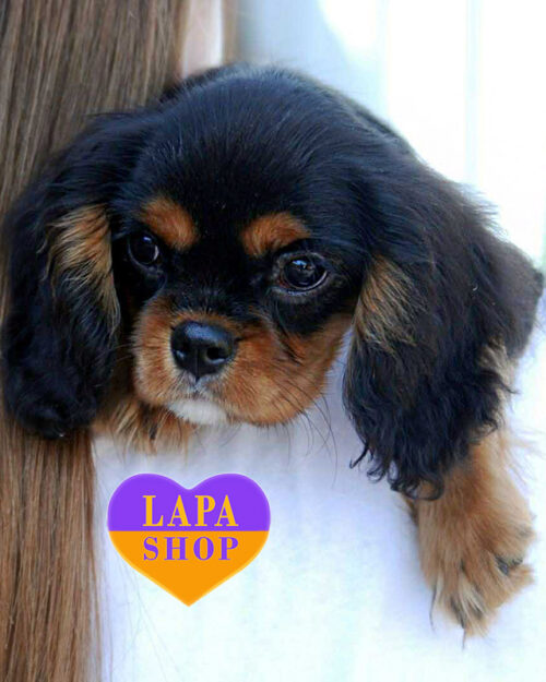 кавалер кінг чарльз спанієль