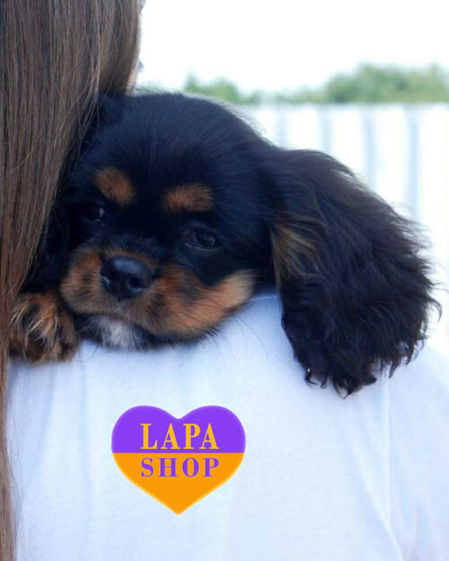 кавалер кінг чарльз спанієль