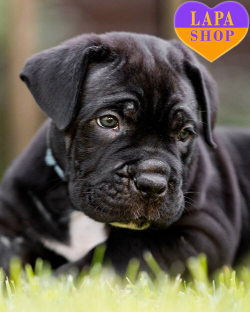black Cane Corso