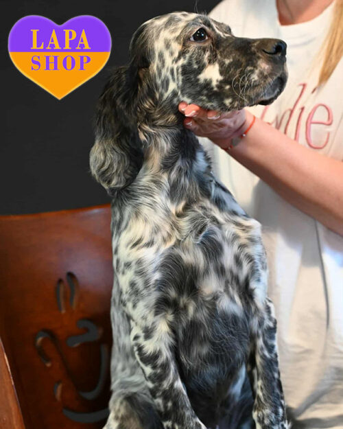 блю-белтон англійський сетер