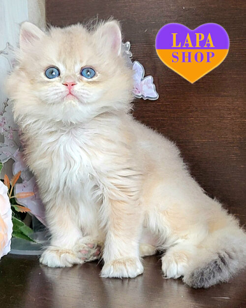 блакитно золота британська довгошерста