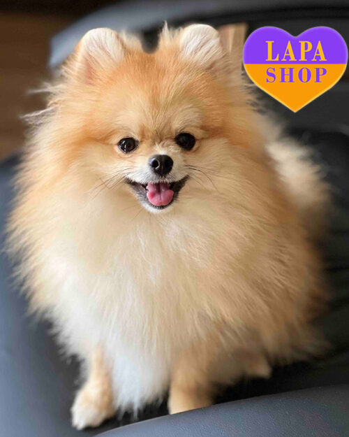 померанський шпіц