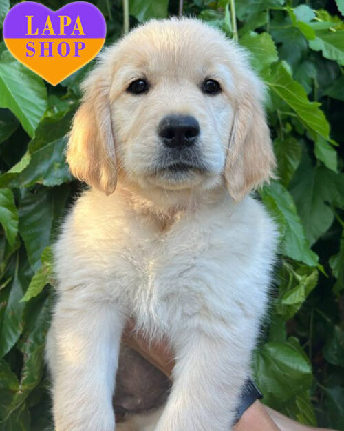 caramel golden retriever