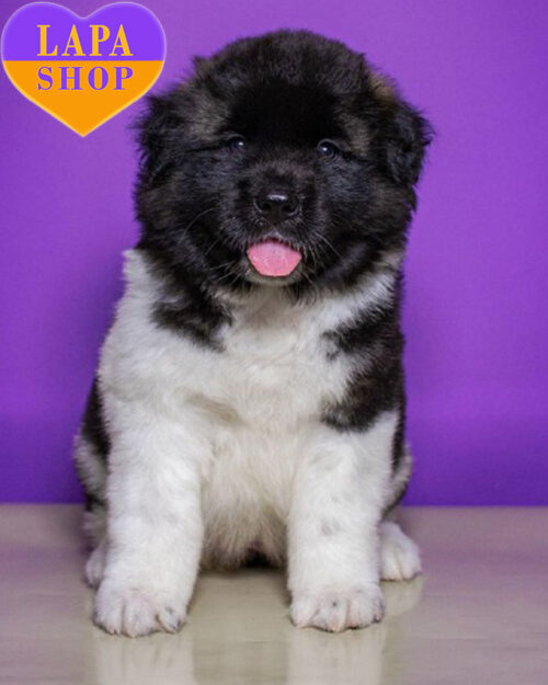 Theona Princess of Wellbeing — Sweet Fluffy American Akita Boy