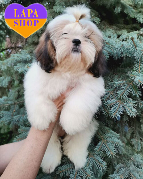 бело-золотой ши-тцу