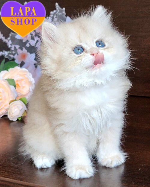 голубовато золотая британская длинношерстная