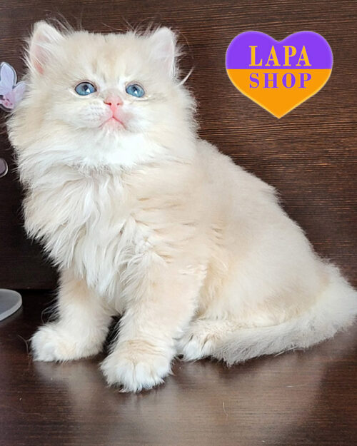 блакитно золота британська довгошерста