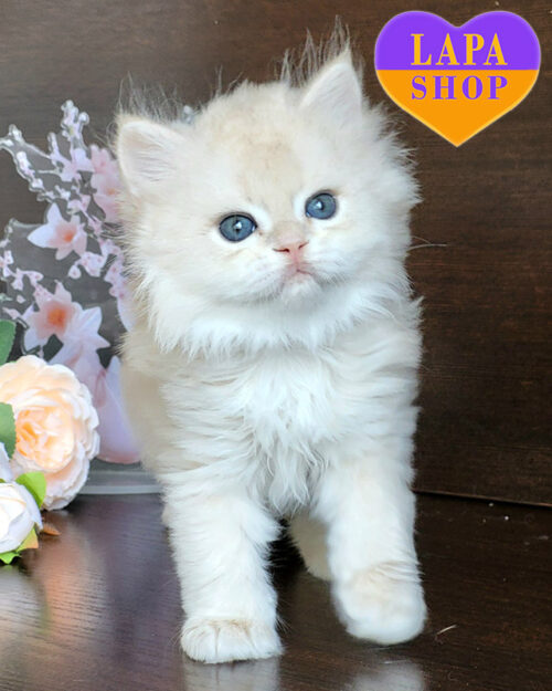 блакитно золота британська довгошерста