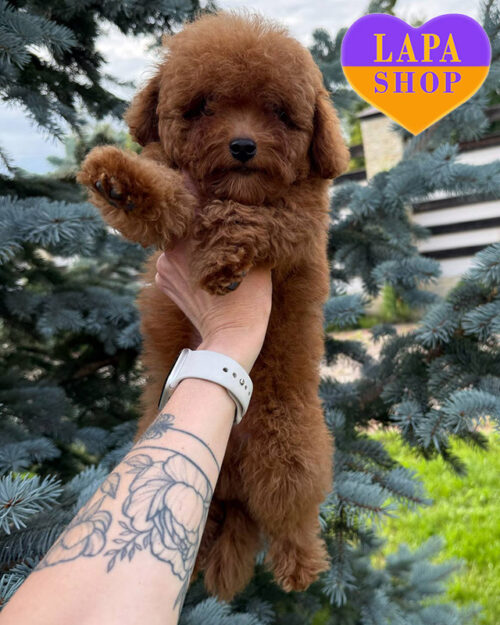 That poodle is red brown in color.