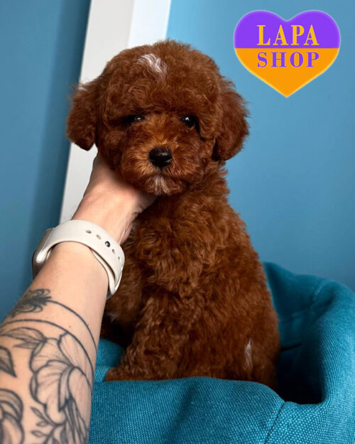 That poodle is red brown in color.