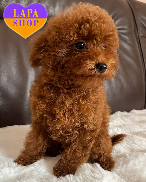 red toy poodle