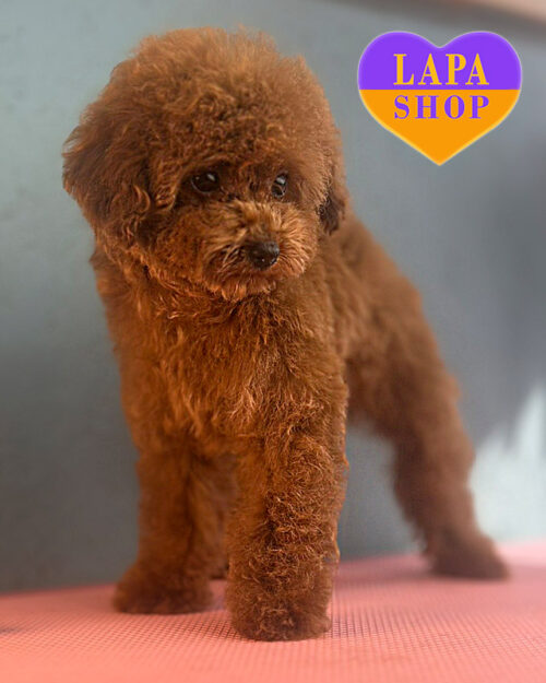 рудий той пудель