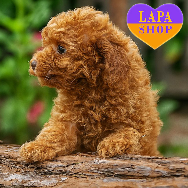Toy-poodle-02