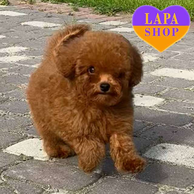 Toy-poodle-02