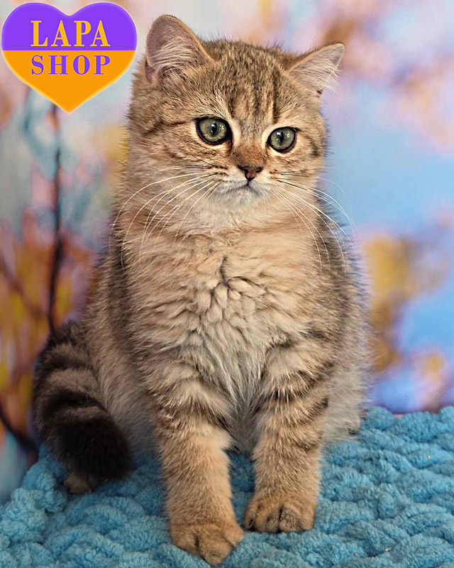 черная пятнистая британская короткошерстная