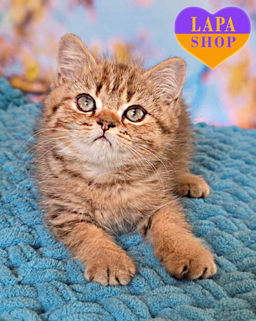 black British Shorthair