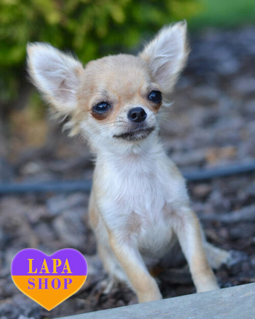 Chihuahua sable color