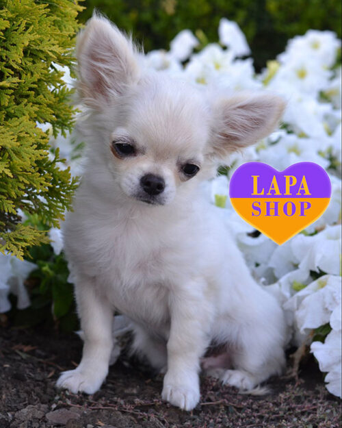 cream chihuahua