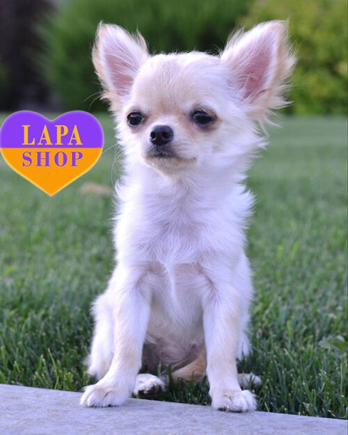 cream chihuahua