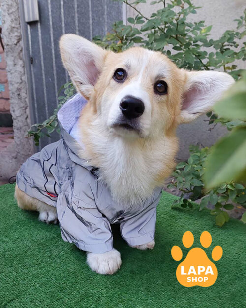 рудо-білий вельш коргі пемброк