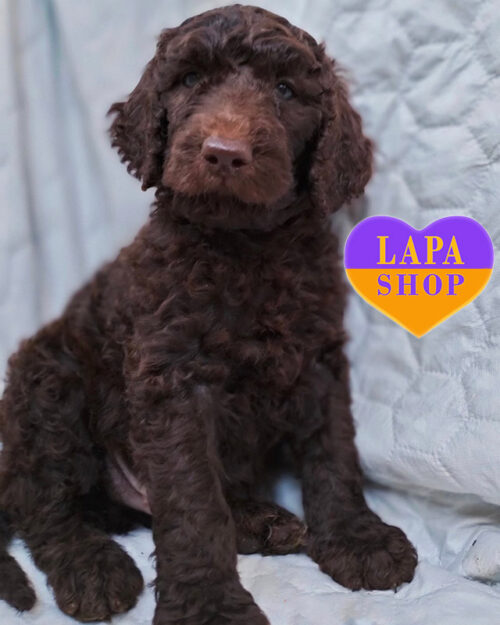 chocolate royal poodle