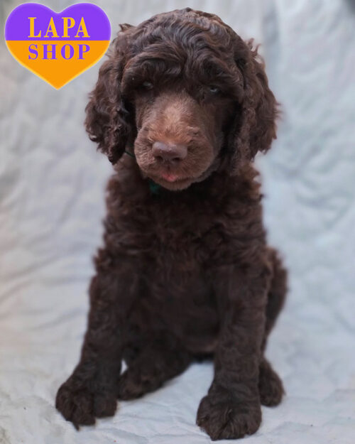 chocolate royal poodle