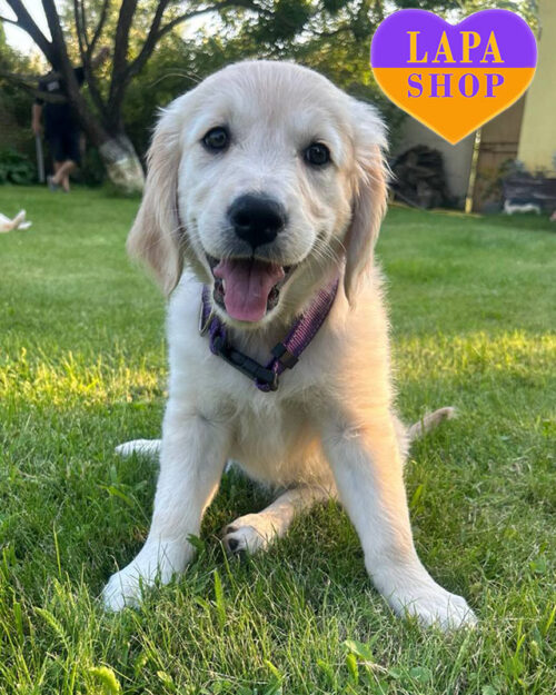 кремовый золотистый ретривер