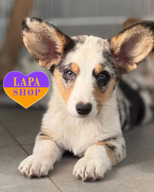 вельш коргі кардіган забарвлення мерле