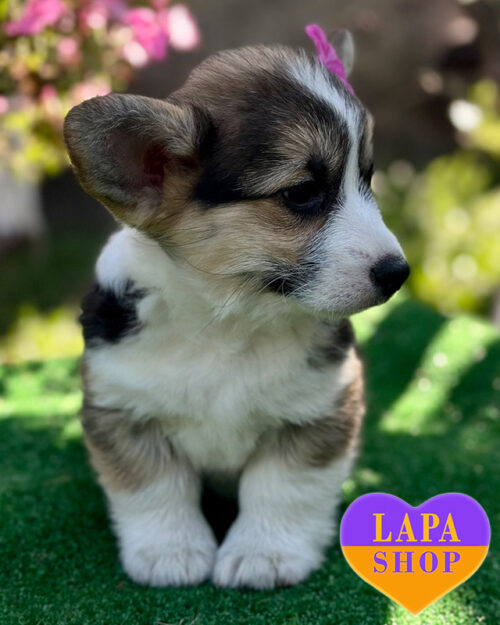 триколорный вельш корги пемброк