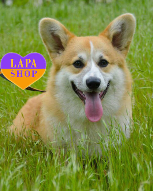 рудо-білий вельш коргі пемброк