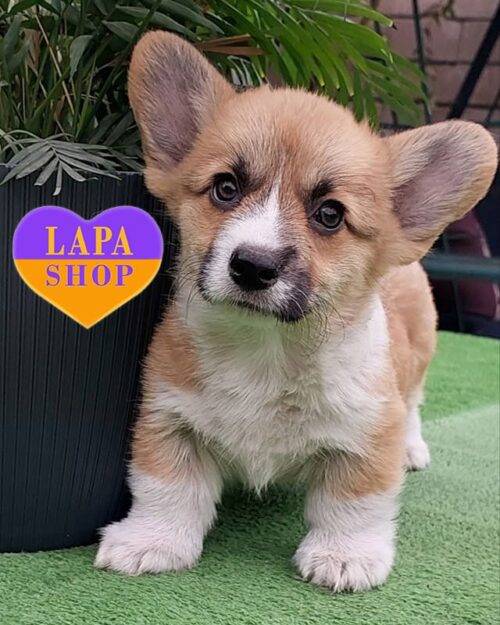 бело-рыжий вельш корги пемброк