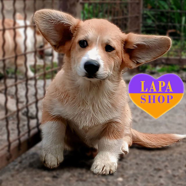 Welsh-Corgi-Plembroke-02