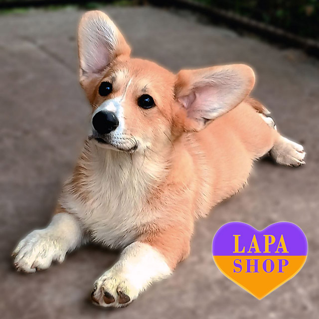 Welsh-Corgi-Plembroke-03