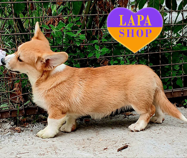 Welsh-Corgi-Plembroke-04