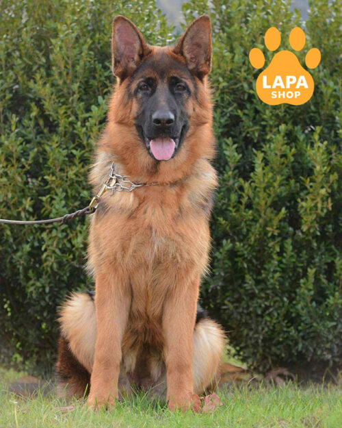 чепрачна німецька вівчарка