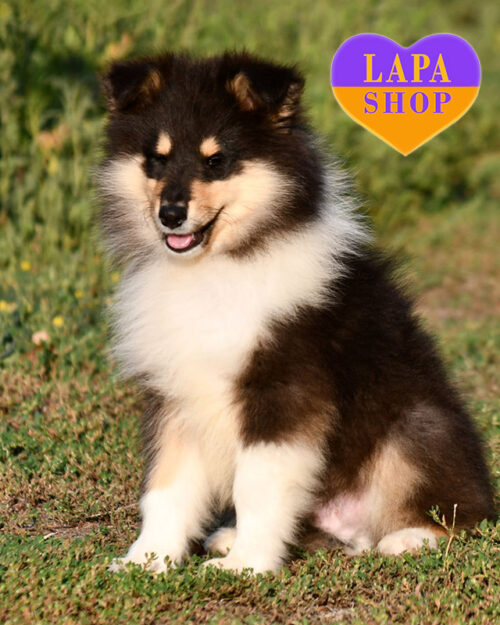 триколорна колі довгошерста