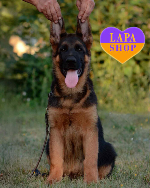 чепрачна німецька вівчарка