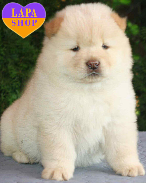 кремовий чау-чау