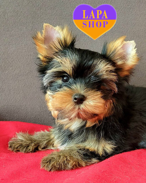 йоркширський тер'єр