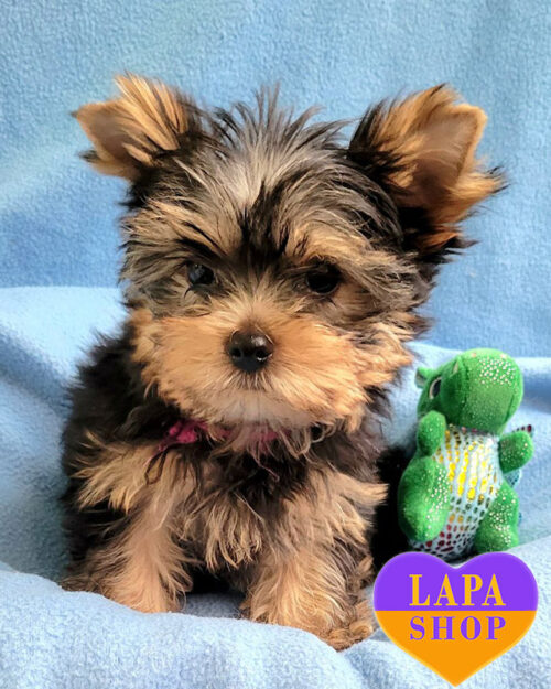 Yorkshire Terrier color standard