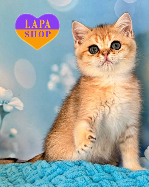 чорна золота британська короткошерста