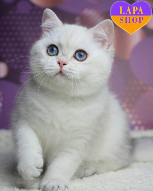 чорна срібляста британська короткошерста