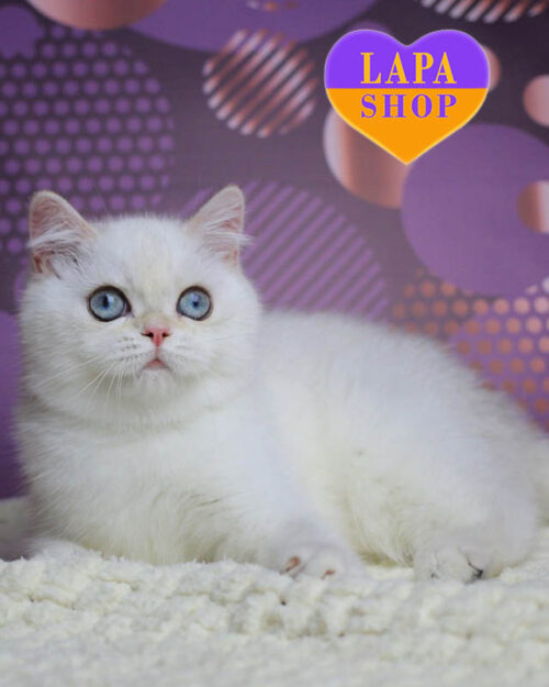 черный золотой британская короткошерстная